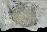 Fossil Crinoid (Eucalyptocrinus) Calyx on Rock - Indiana #127318-1